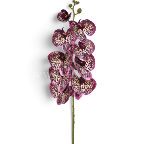 Storczyk pojedynczy dr.violet (LEV030)