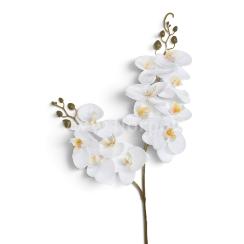 Storczyk z odnóżką  white (ECO031)