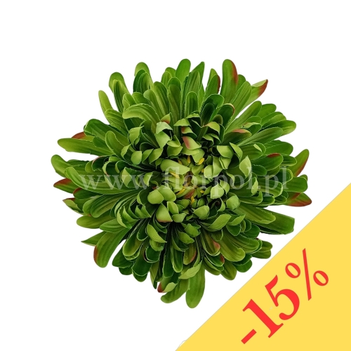 Chryzantema wyrobowa - head crab 12szt #3385 green (SUN775)