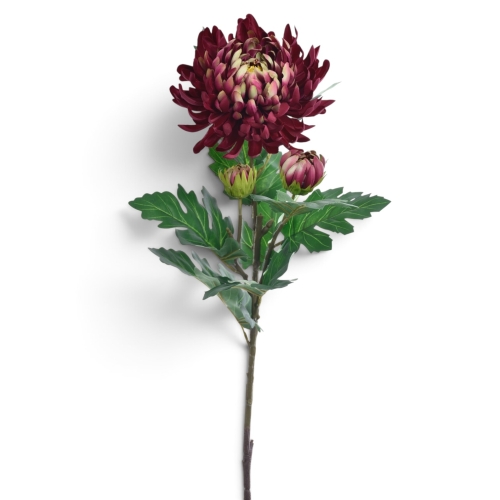 chryzantema pierzasta z pąkiem 1szt #3375 burgundy green(SUN888)