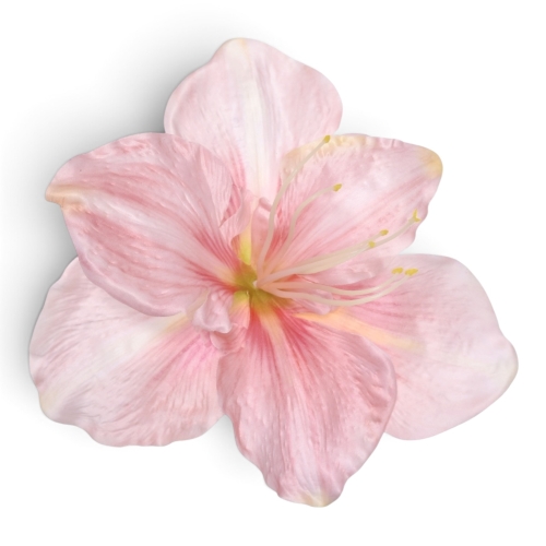 Amarylis wyrobowy 6 szt LT. PINK (SUN422S) 