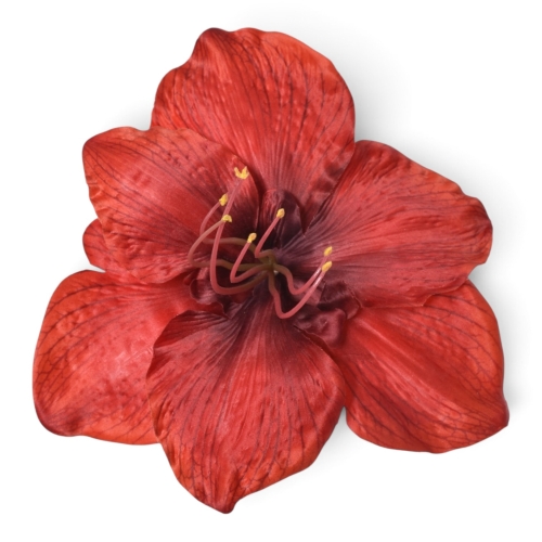 Amarylis wyrobowy 6 szt RED (SUN422S)