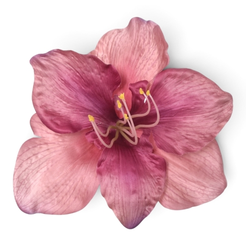 Amarylis wyrobowy 6 szt DIRTY MAUVE (SUN422S)