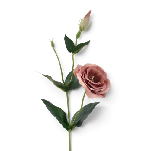 Eustoma gałązka FRAPPE (SUN901)