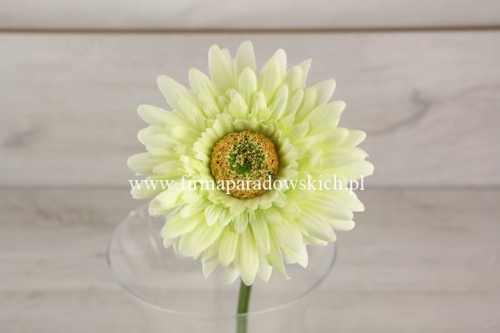 gerbera  6szt #2019A pistacjowy (SUN529)