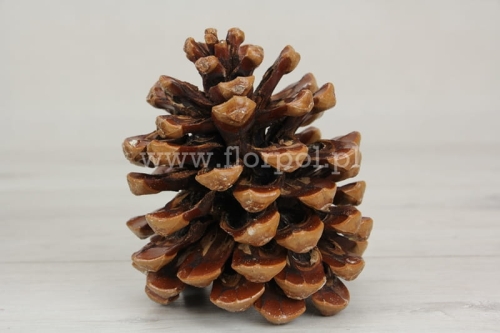 szyszka pinus pinea  - siatka 5szt 