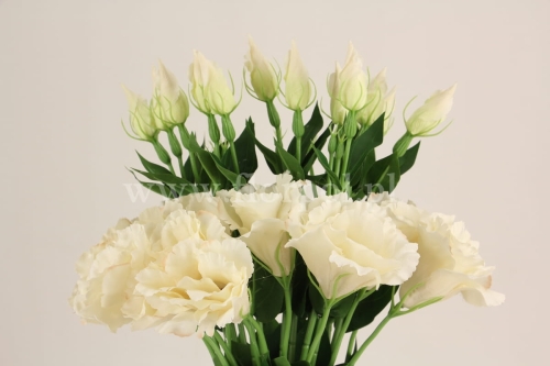 Eustoma gałązka  12szt #3112 creamy pudding (SUN357)